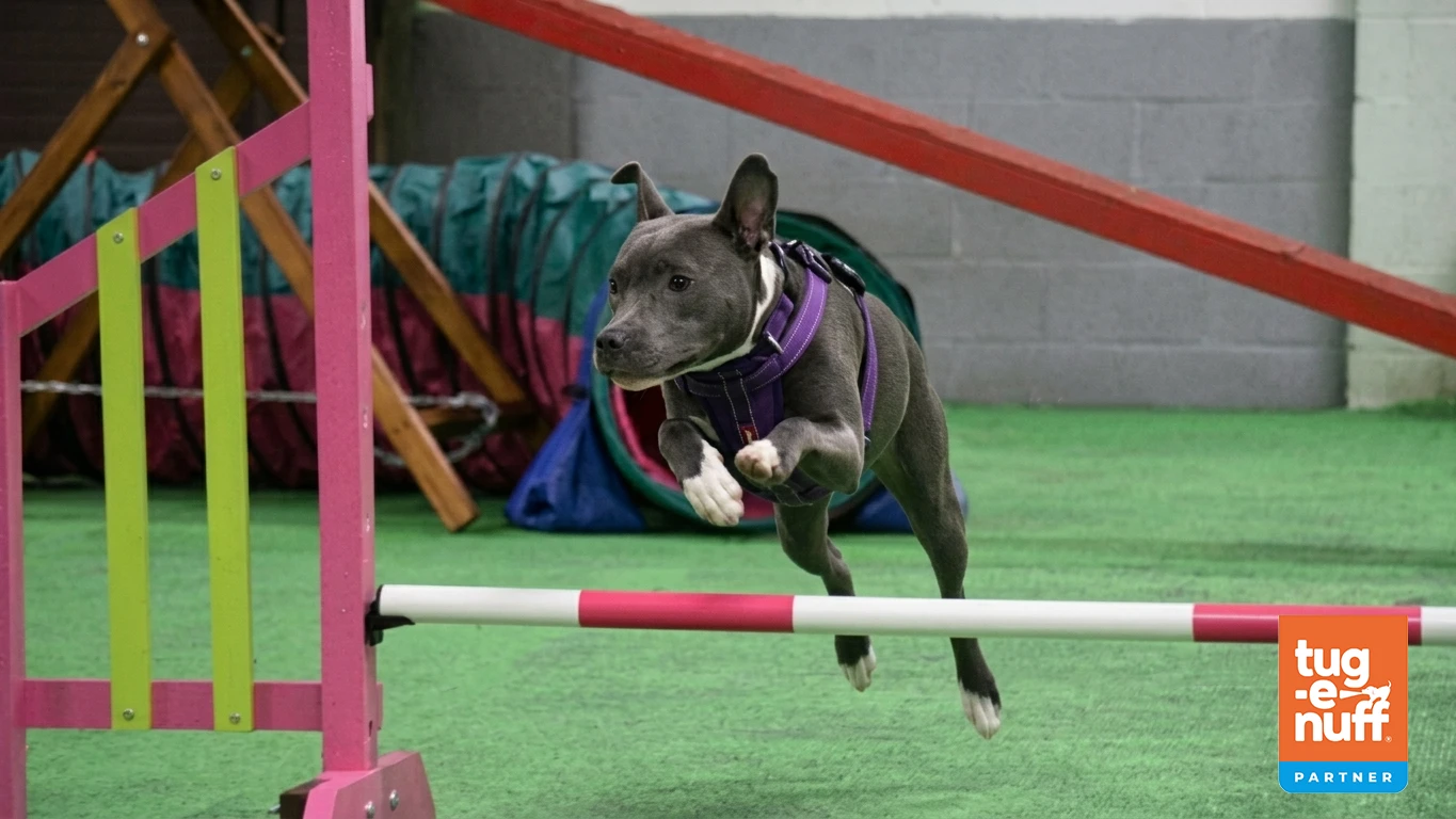 a staffy jumping over a bar in agility class