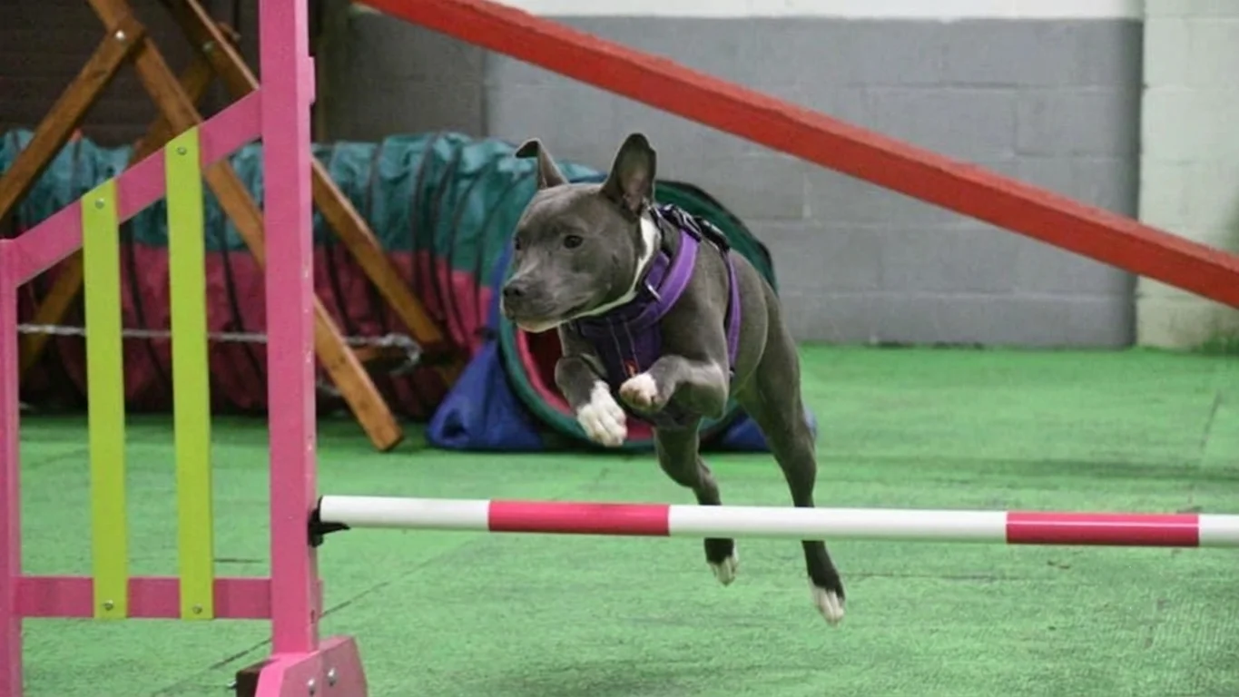 a small dog weaving in agility