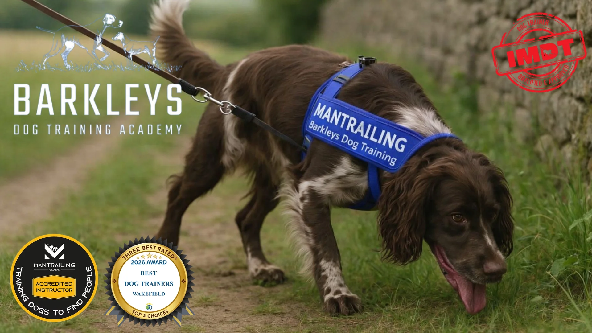 a dog doing mantrailing