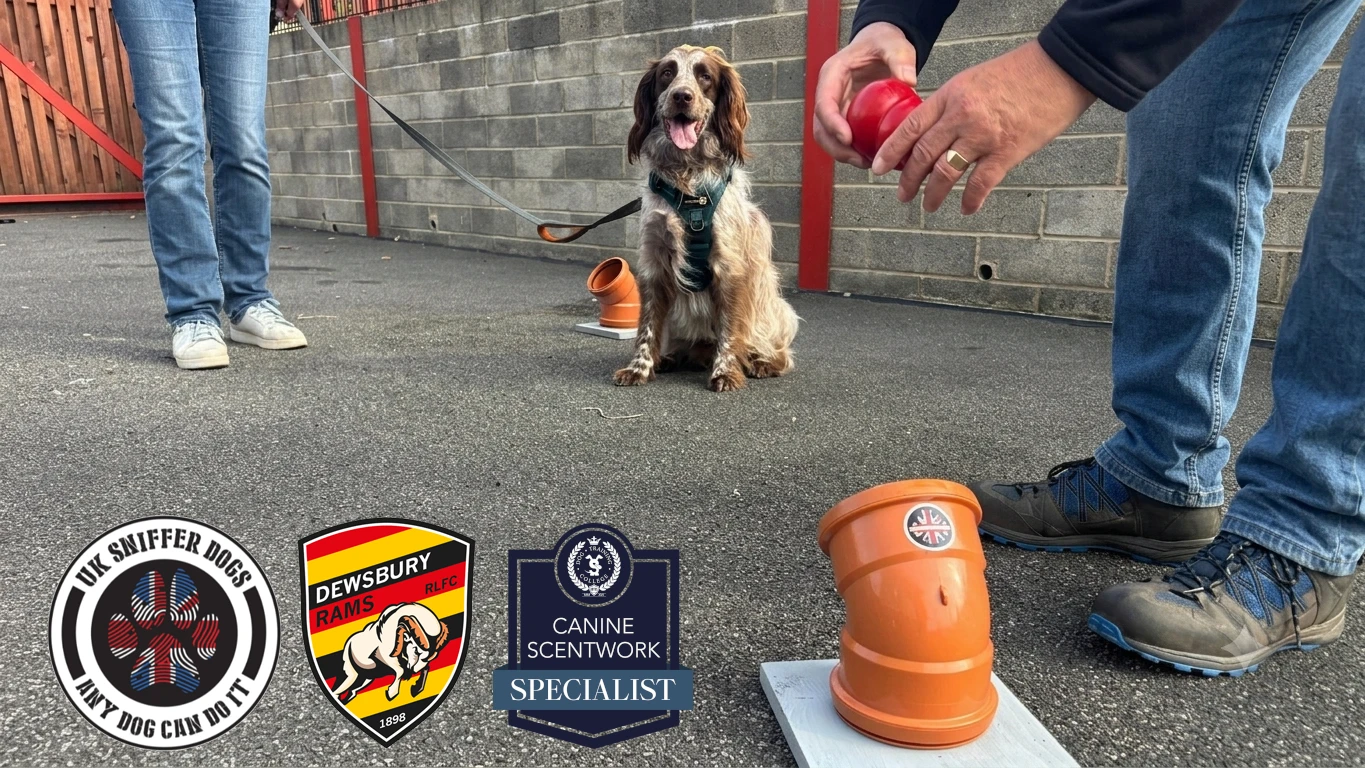 a dog watching a scent detection event being set up with two qualification logos and the dewsbury rams logo