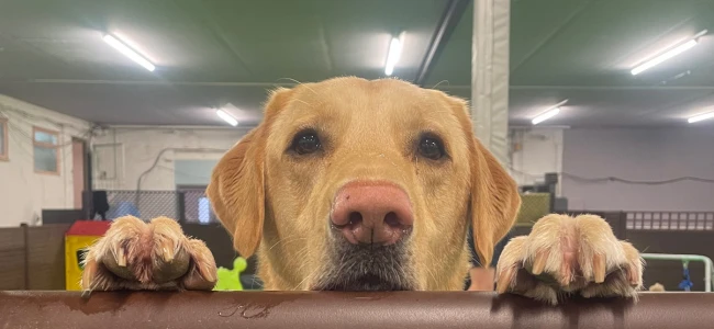 a dog stood looking over a fence at the camera